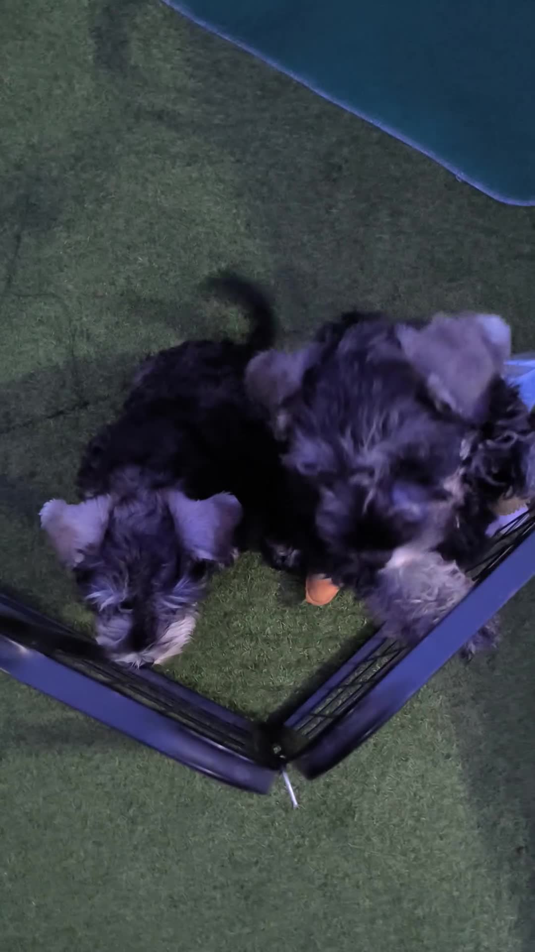Miniature Schnauzer dogs for sale: Last girl left KC register - Video 3