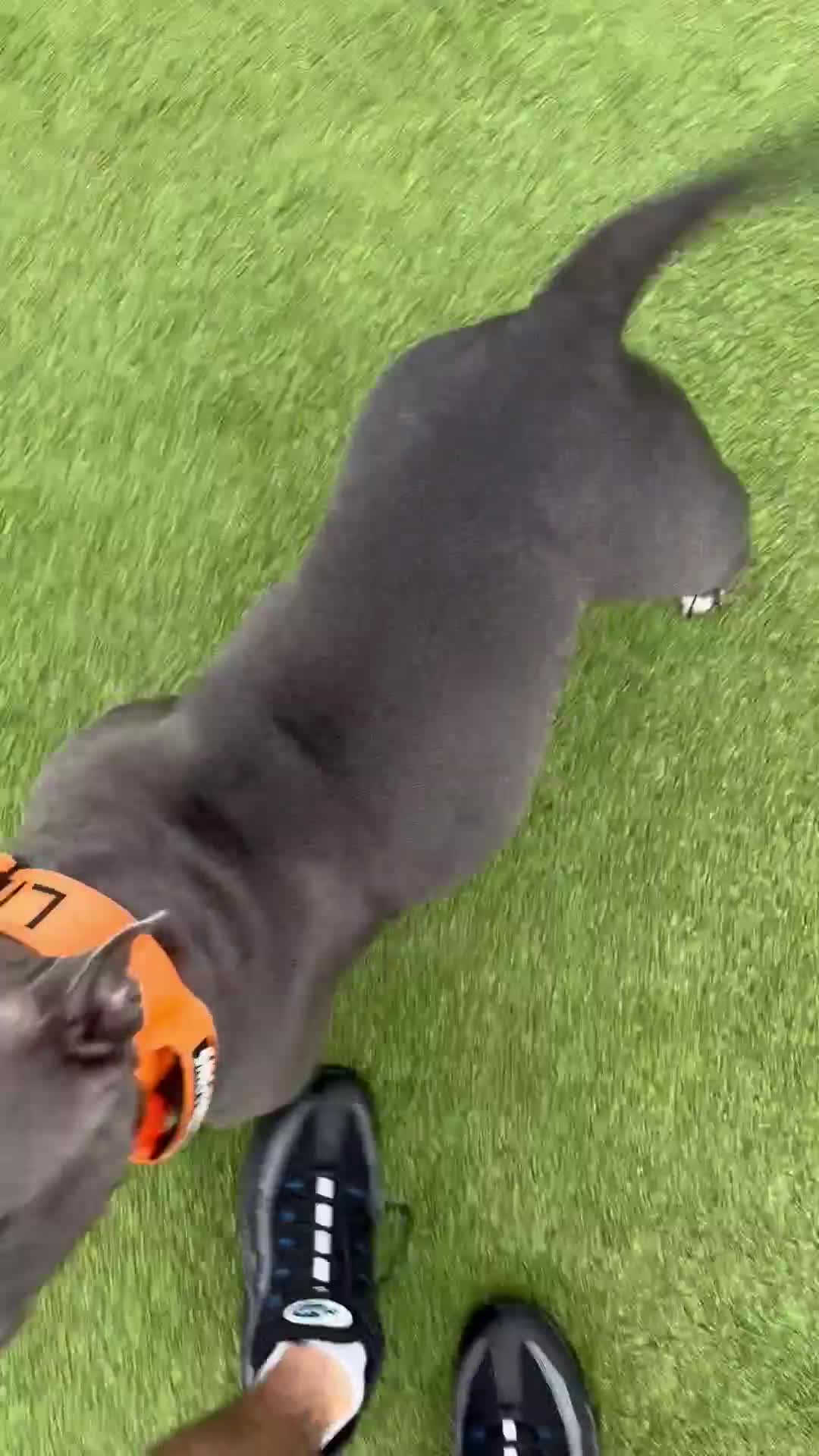 American Bully dogs for sale: Pocket bully top bloodline  - Video 1