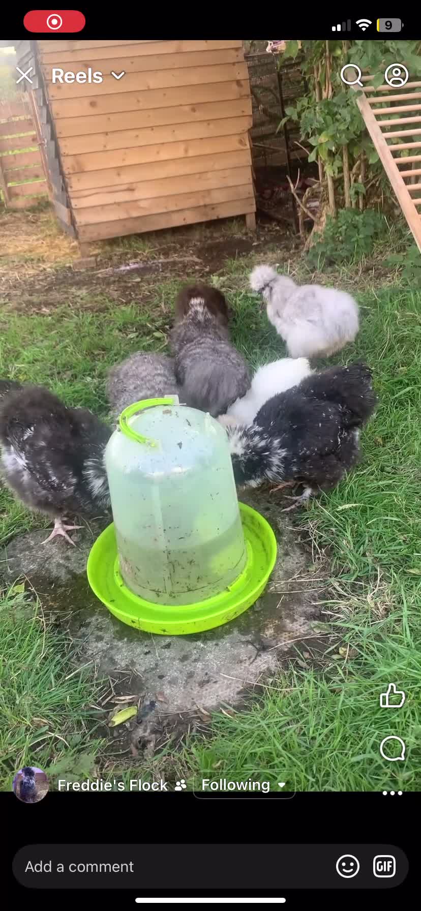 Hens poultry for sale: Usa silkies & Polish for sale  - Video 1