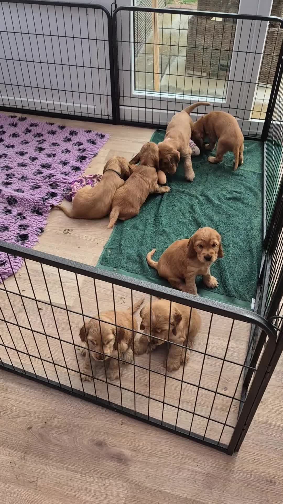 Cocker Spaniel dogs for sale: Kc reg Show Cocker Spaniels  - Video 1