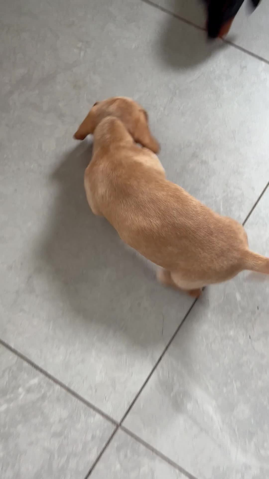 Miniature Dachshund dogs for sale: KC reg PRA clear smooth mini dachshund puppies - Video 1