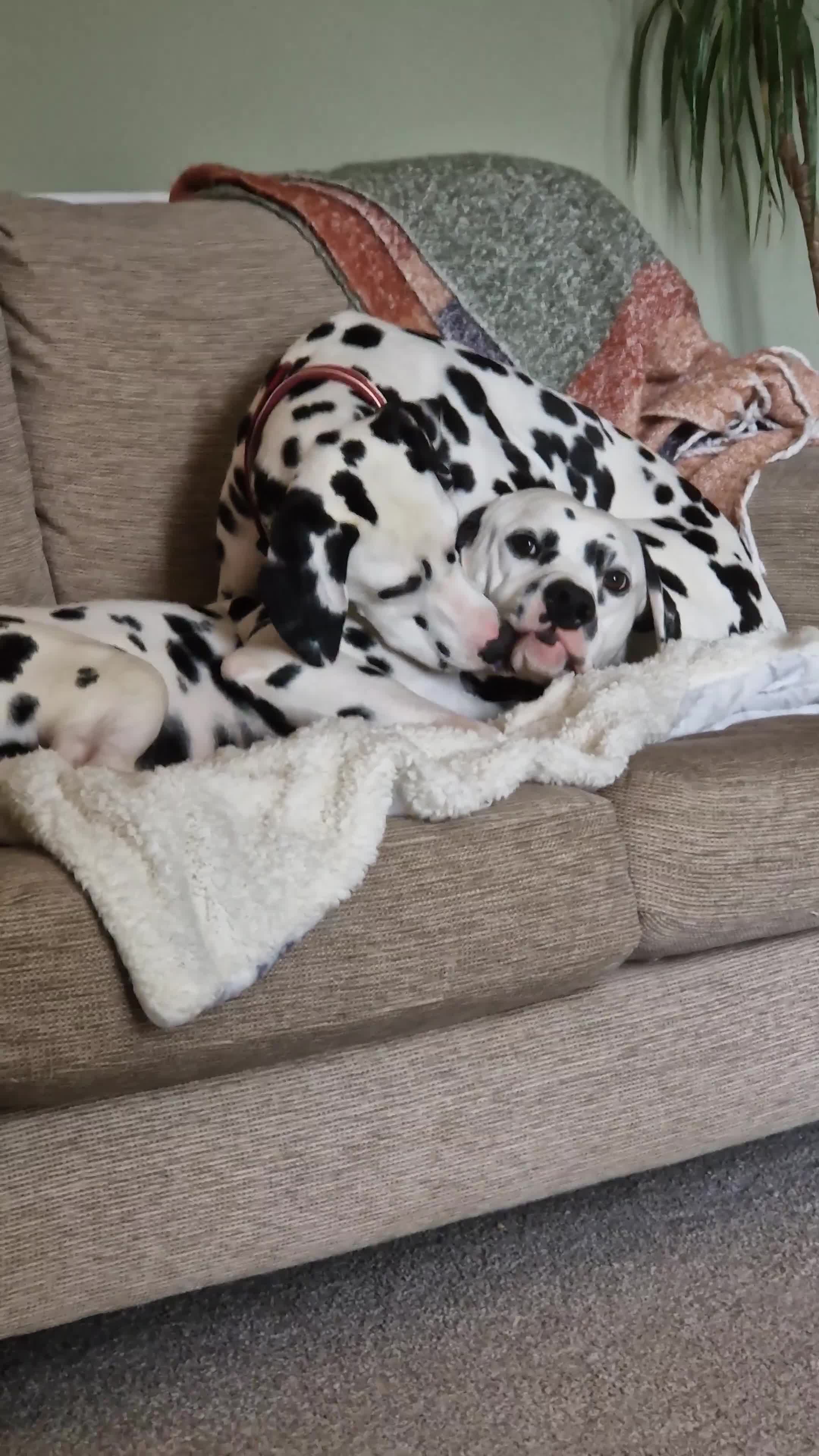 Dalmatian dogs for sale: **Beautiful litter of 11 KC Dalmatians** - Video 1