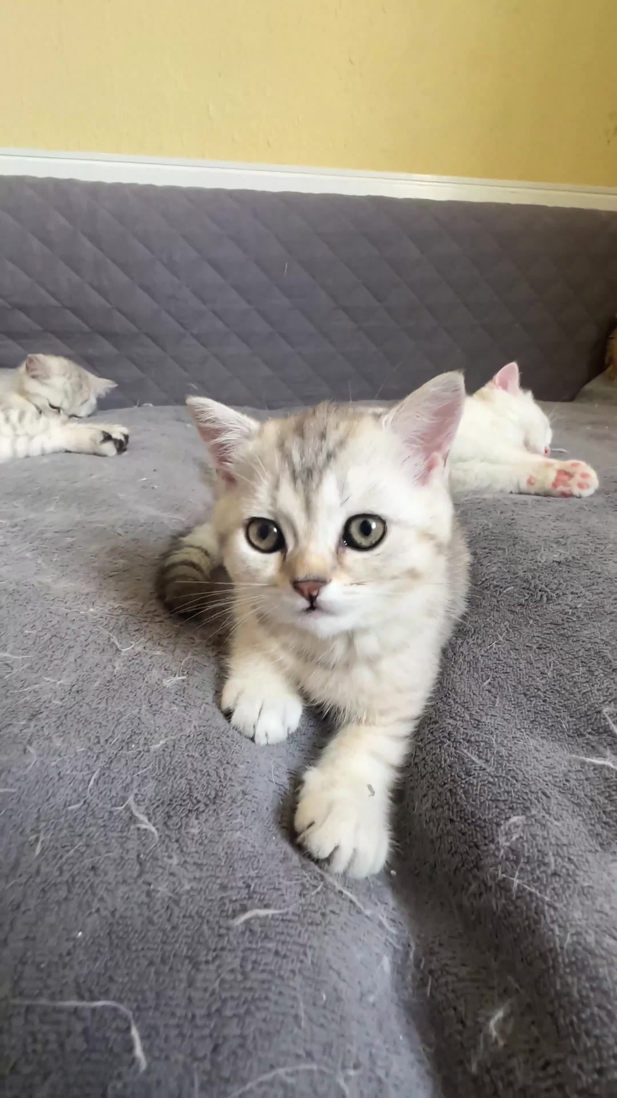 British Shorthair cats for sale: Stunning British Shorthair  - Video 2