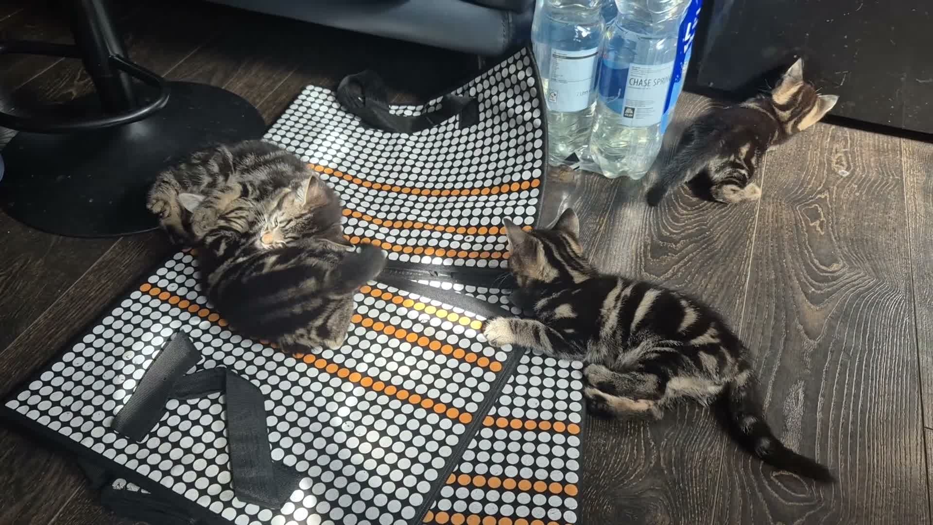 Mixed Breed cats for sale: 3 marble tabbies mixed with a mackerel tabby - Video 2