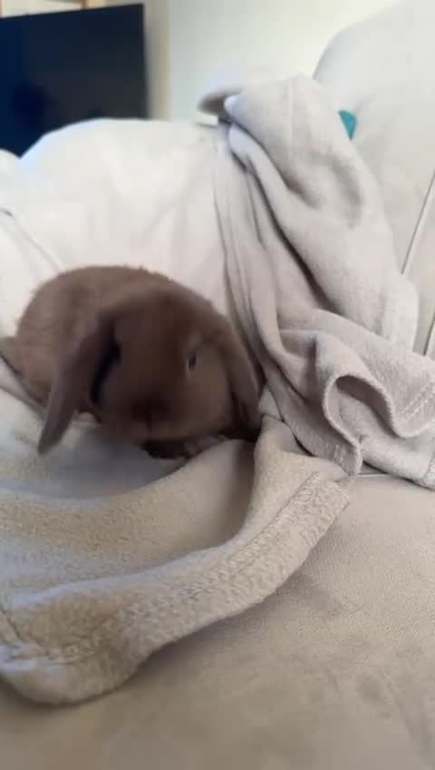 Mini Lion Lop rabbits for sale: 2 males mini loop bunny - Video 1