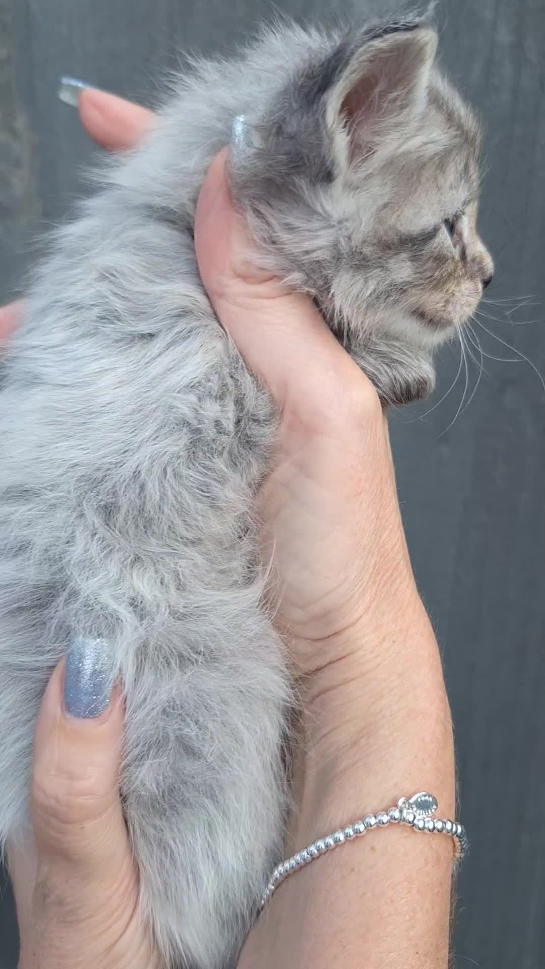 Maine Coon cats for sale: Mainecoon kittens BlackSilver smoke poly non poly - Video 2