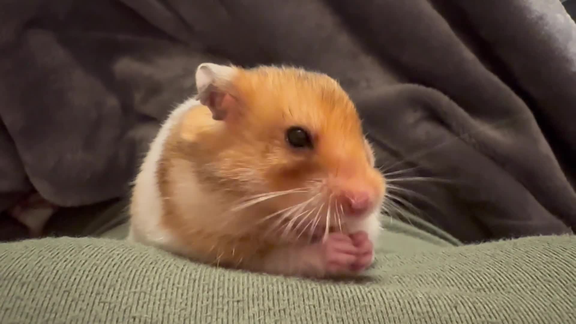Hamster rodents for sale: Syrian Hamster - Video 2