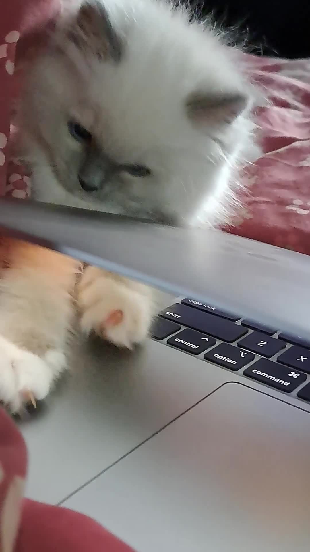 Ragdoll cats for sale: Beautiful Ragdolls by Liga in Manchester - Video 1