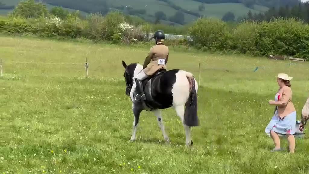 Irish Draught horses for sale: Id X maxi cob type Family friendly mare available  - Video 2