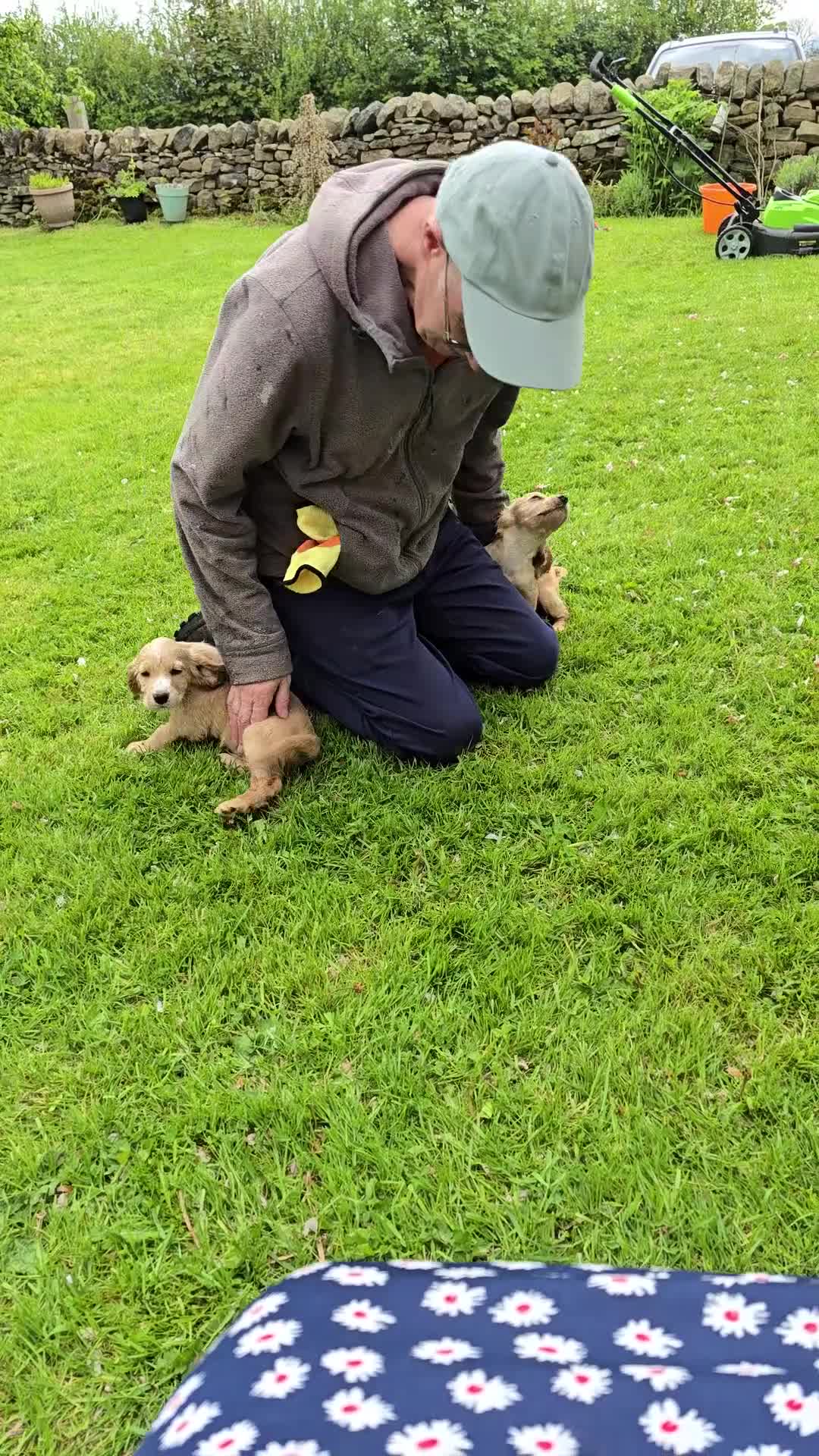 Cocker Spaniel dogs for sale: An intelligent,healthy male working type - Video 3