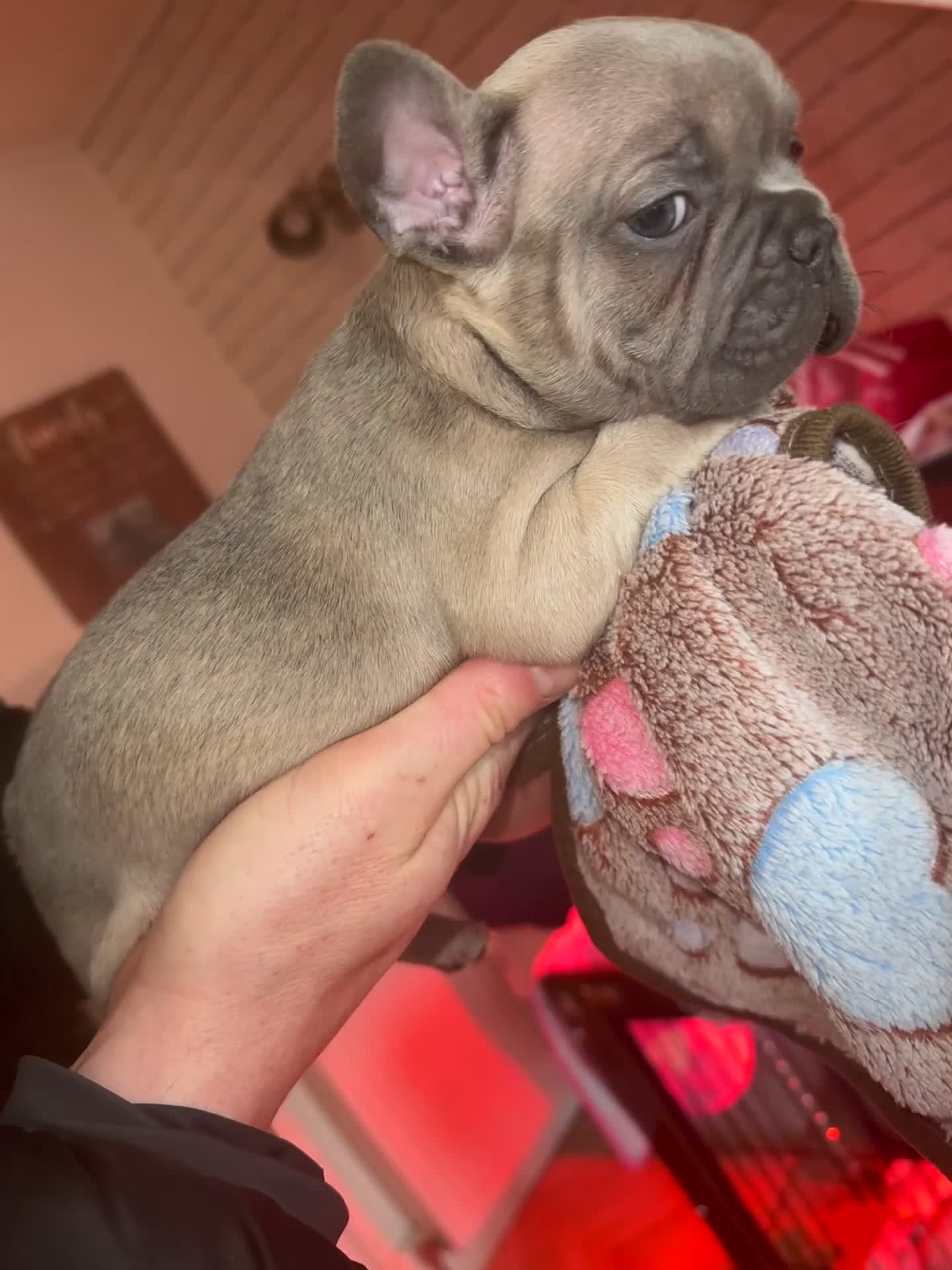 French Bulldog dogs for sale: French bulldog puppies in Chorley - Video 1