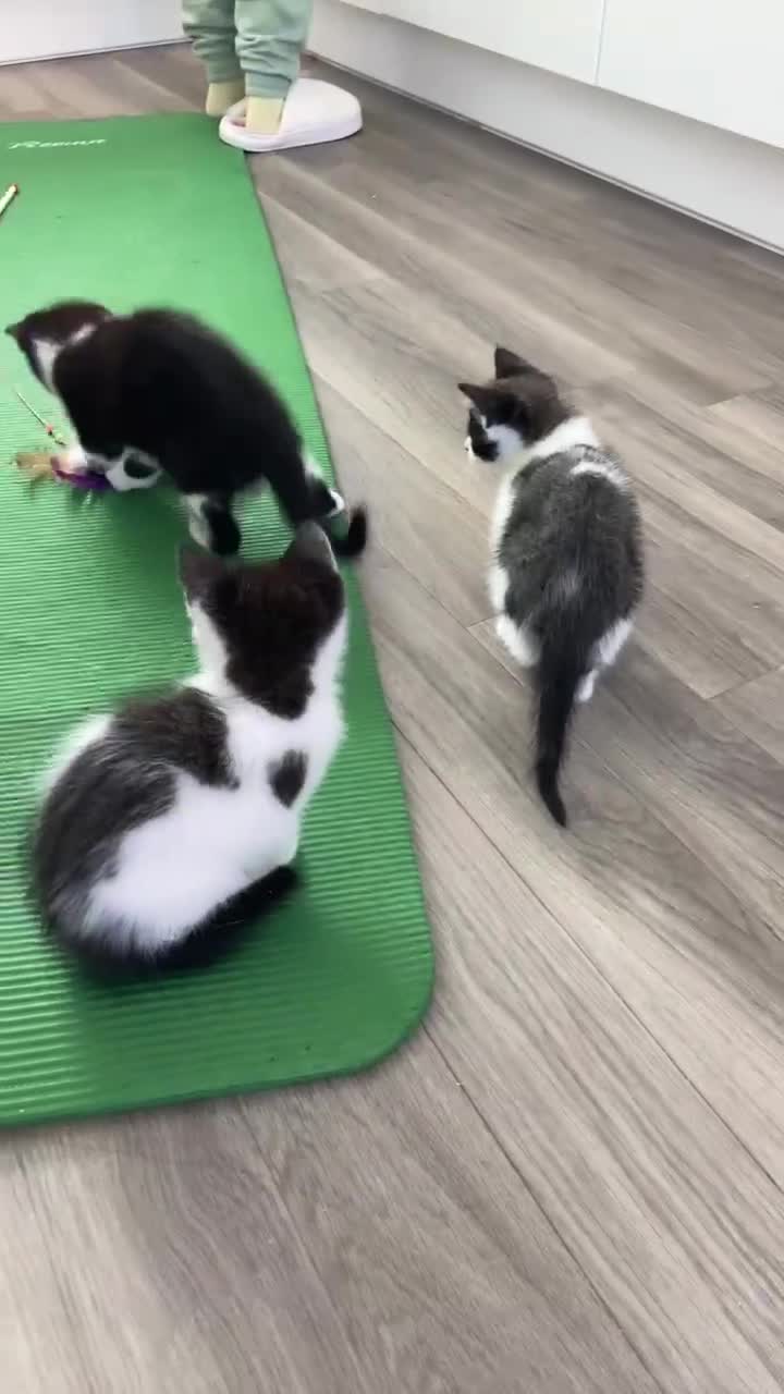 Mixed Breed cats for sale: Cute kittens and mom looking for a good home - Video 1