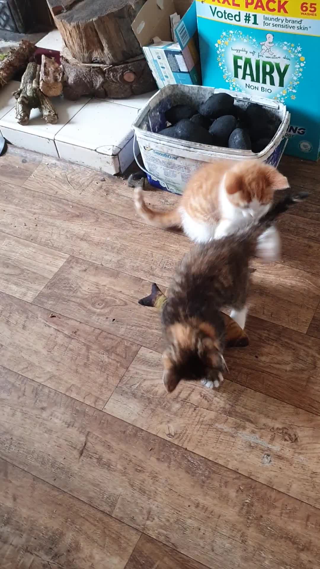 Mixed Breed cats for sale: Kitten Klub - Video 1
