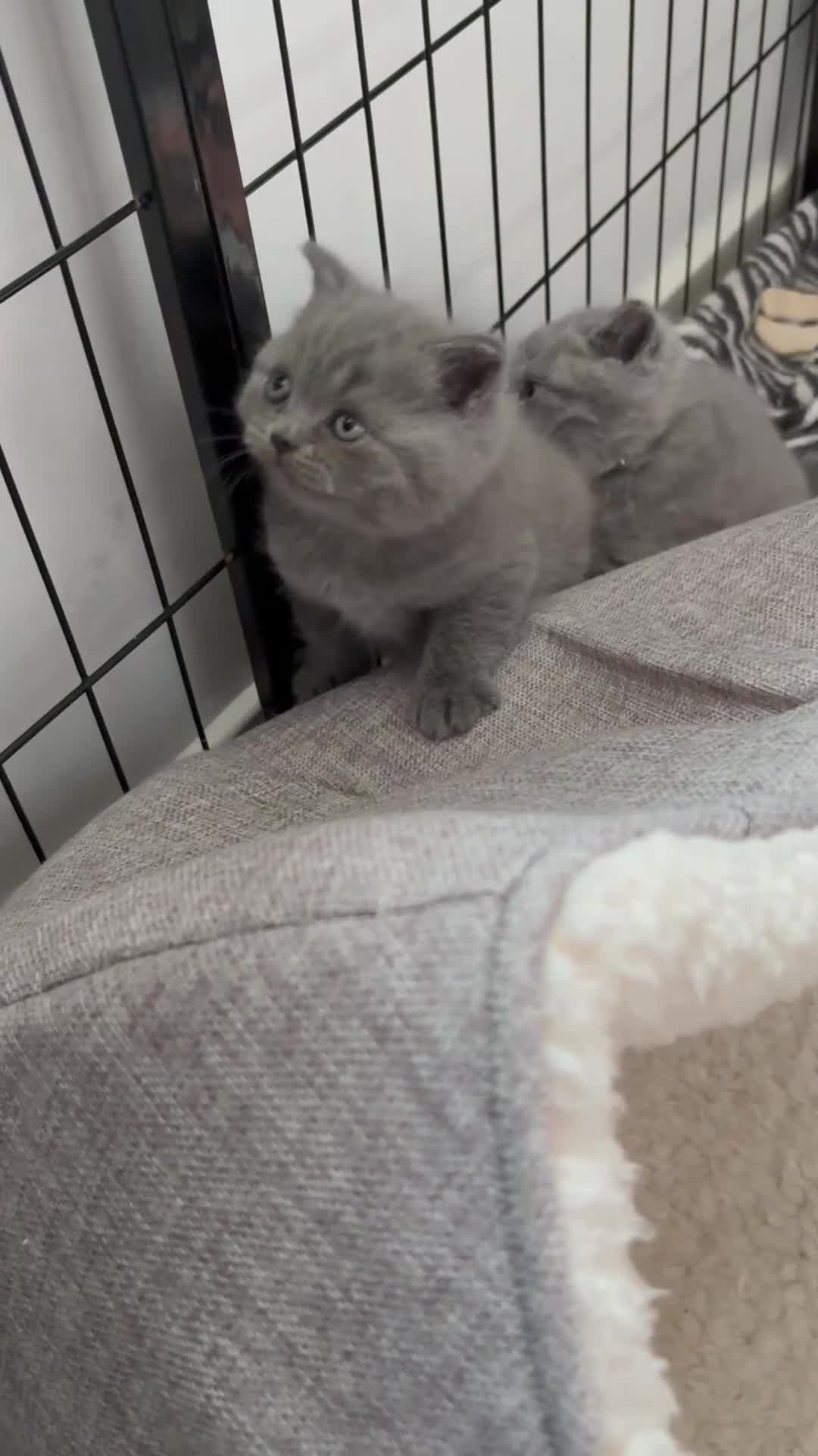 British Shorthair cats for sale: Beautiful blue British shorthair kitten  - Video 4