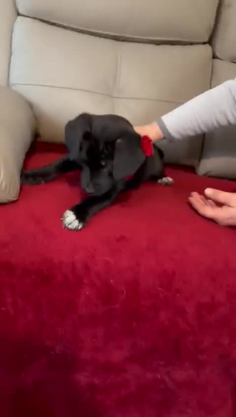 Mixed Breed dogs for adoption: 🐾💛BONNIE – a Little Lady with a Big Heart💛🐾 - Video 2