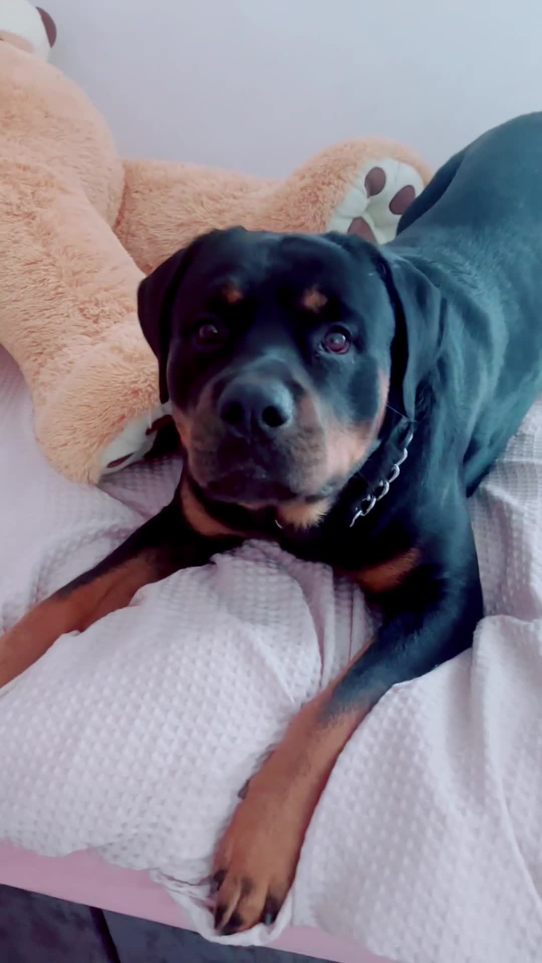 Rottweiler dogs for stud: Beautiful Bernie  - Video 5