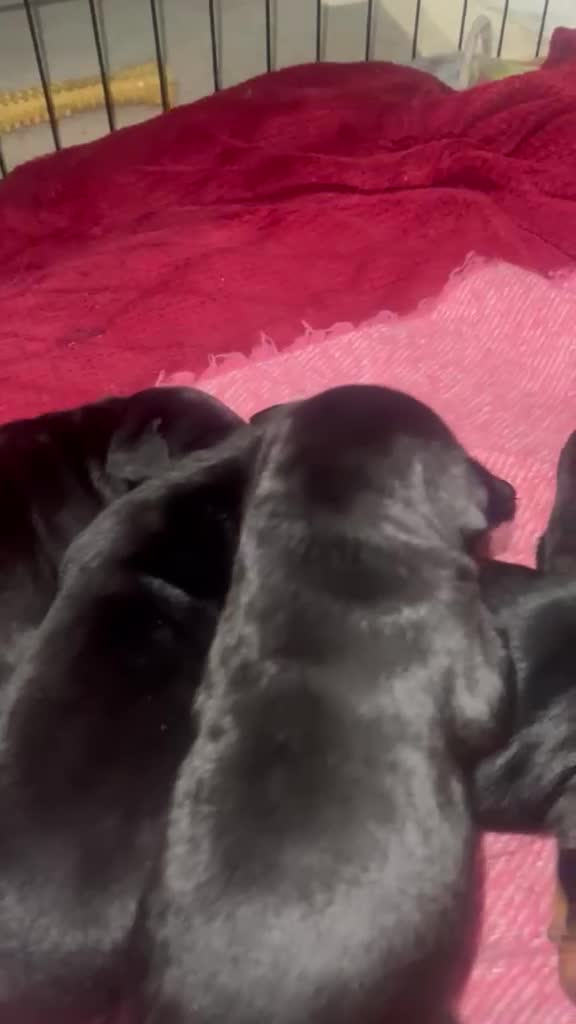 Dobermann dogs for sale: ABSOLUTELY STUNNING DOBERMAN PUPPIES FOR SALE in Boston - Video 1