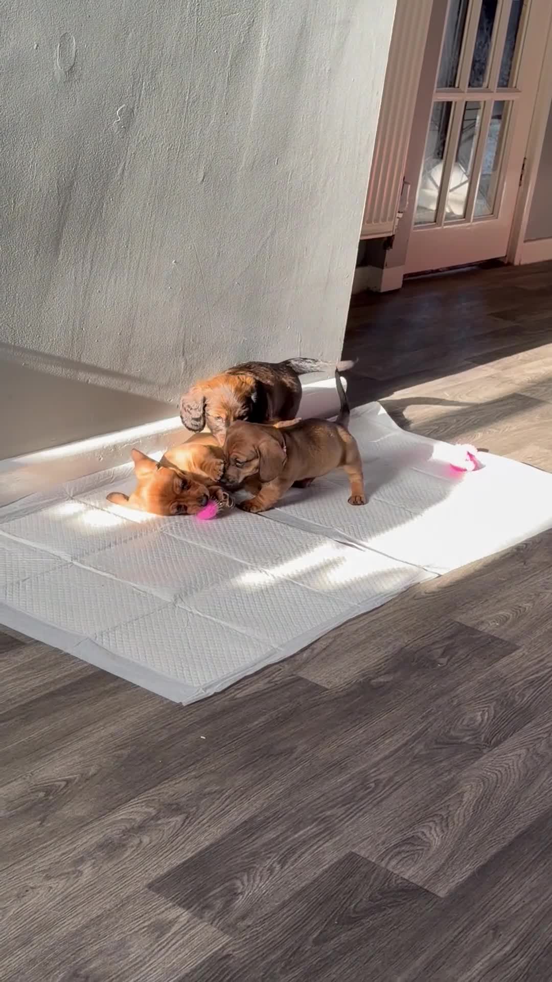 Miniature Dachshund dogs for sale: Miniature dachshund puppies for sale  - Video 1