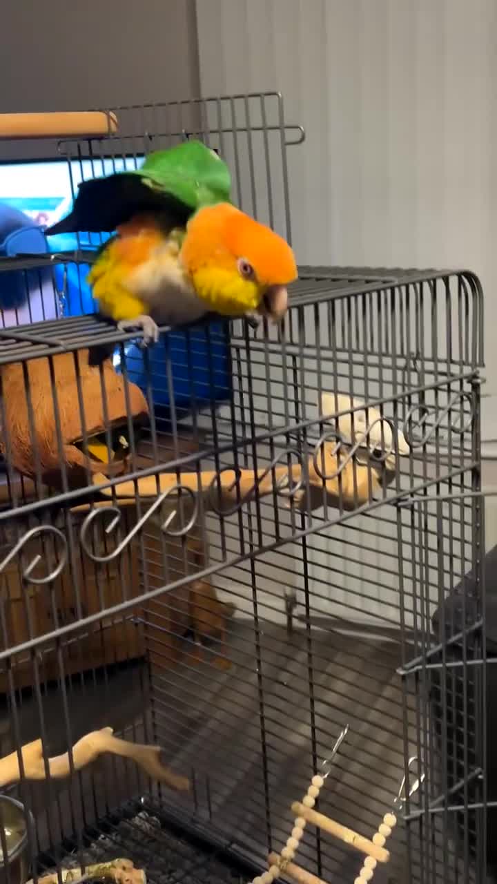 Parrots birds for sale: Bonded pair of yellow thighed caiques  - Video 1