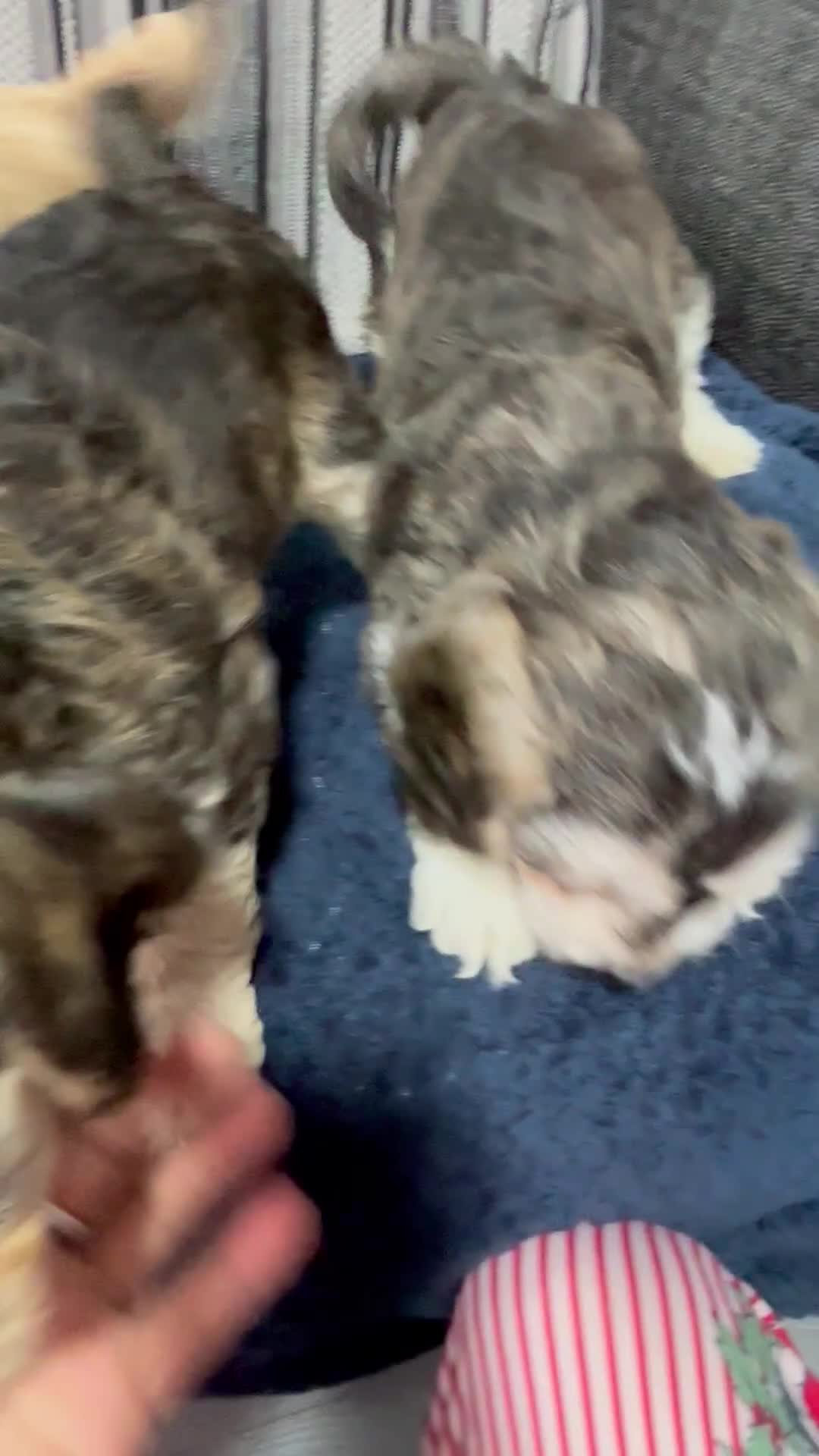 Cockapoo dogs for sale: Only one f1 miniature cockapoo boy left.😍 - Video 3