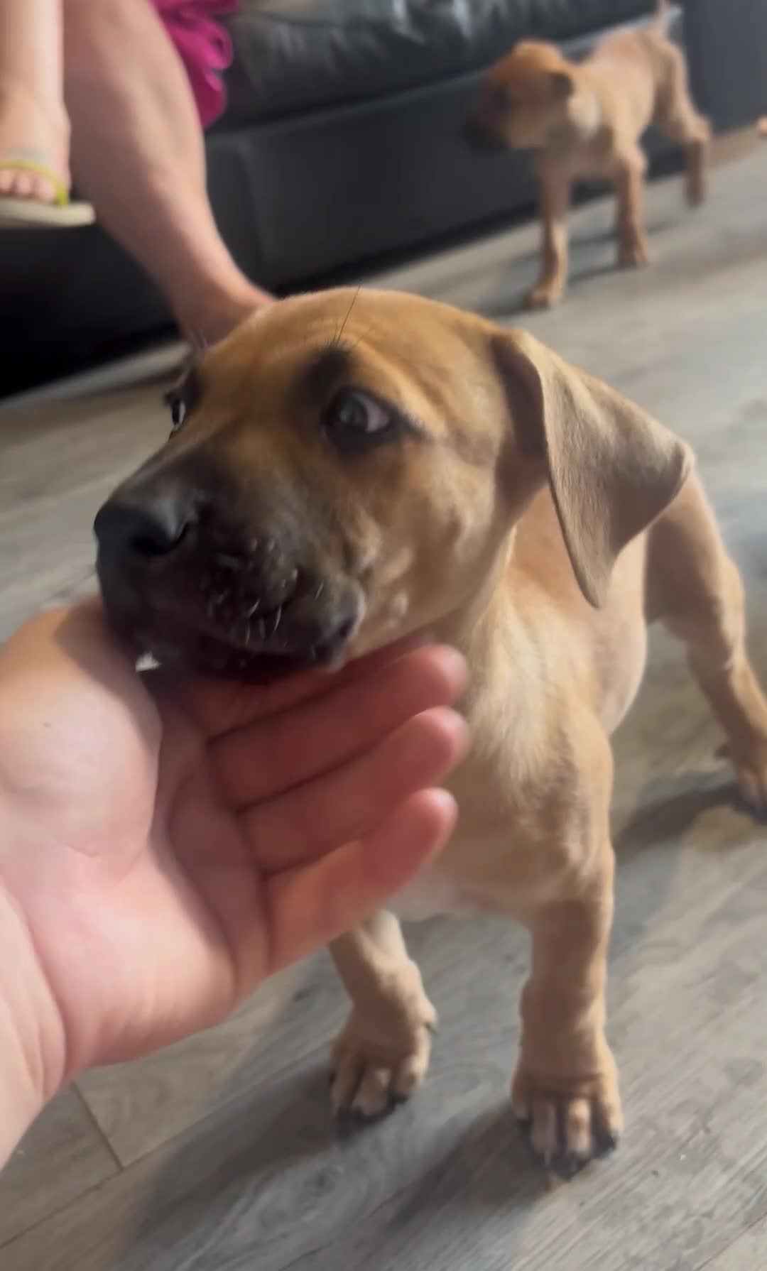 Mixed Breed dogs for sale: American Mali Pups - Video 1