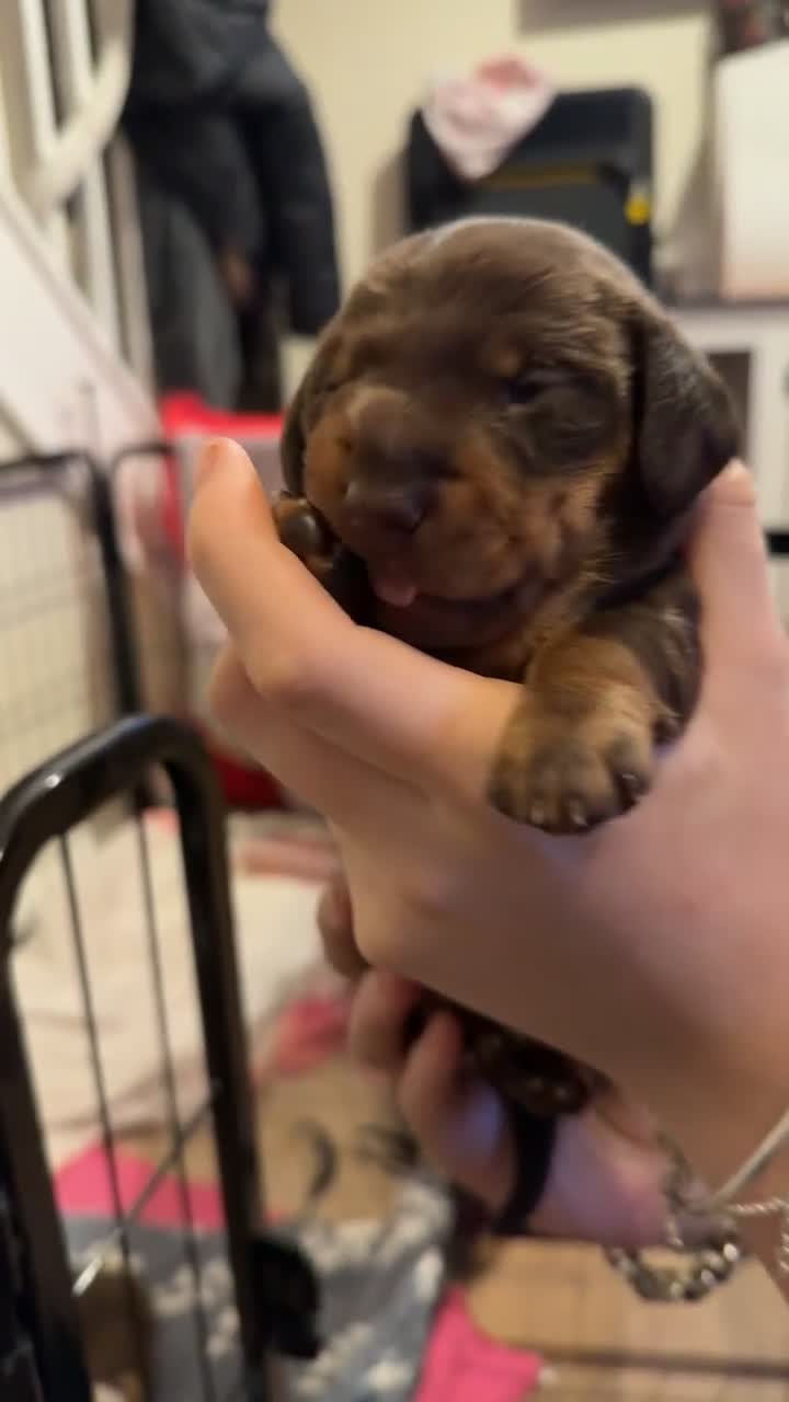 Miniature Dachshund dogs for sale:  Chocolate miniature dachshund  - Video 2