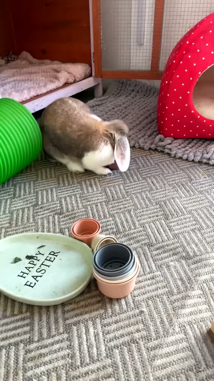 French Lop rabbits for sale: Looking to rehome my female lop rabbit - Video 2