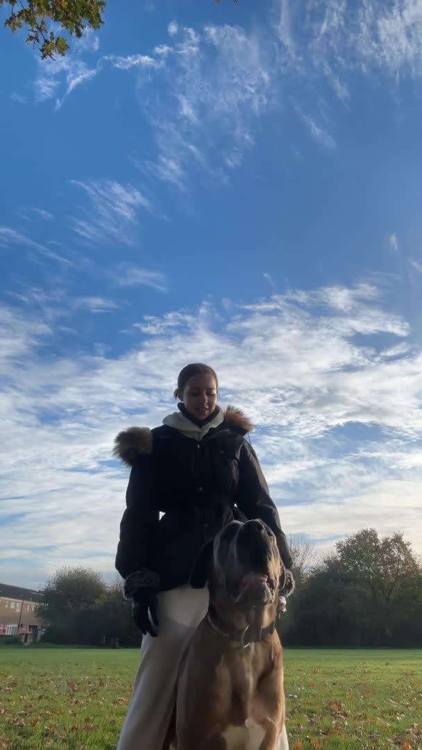 Cane Corso dogs for stud: 🔥Exceptional Formentino Cane Corso For Stud!🔥 in Waltham Abbey - Video 4