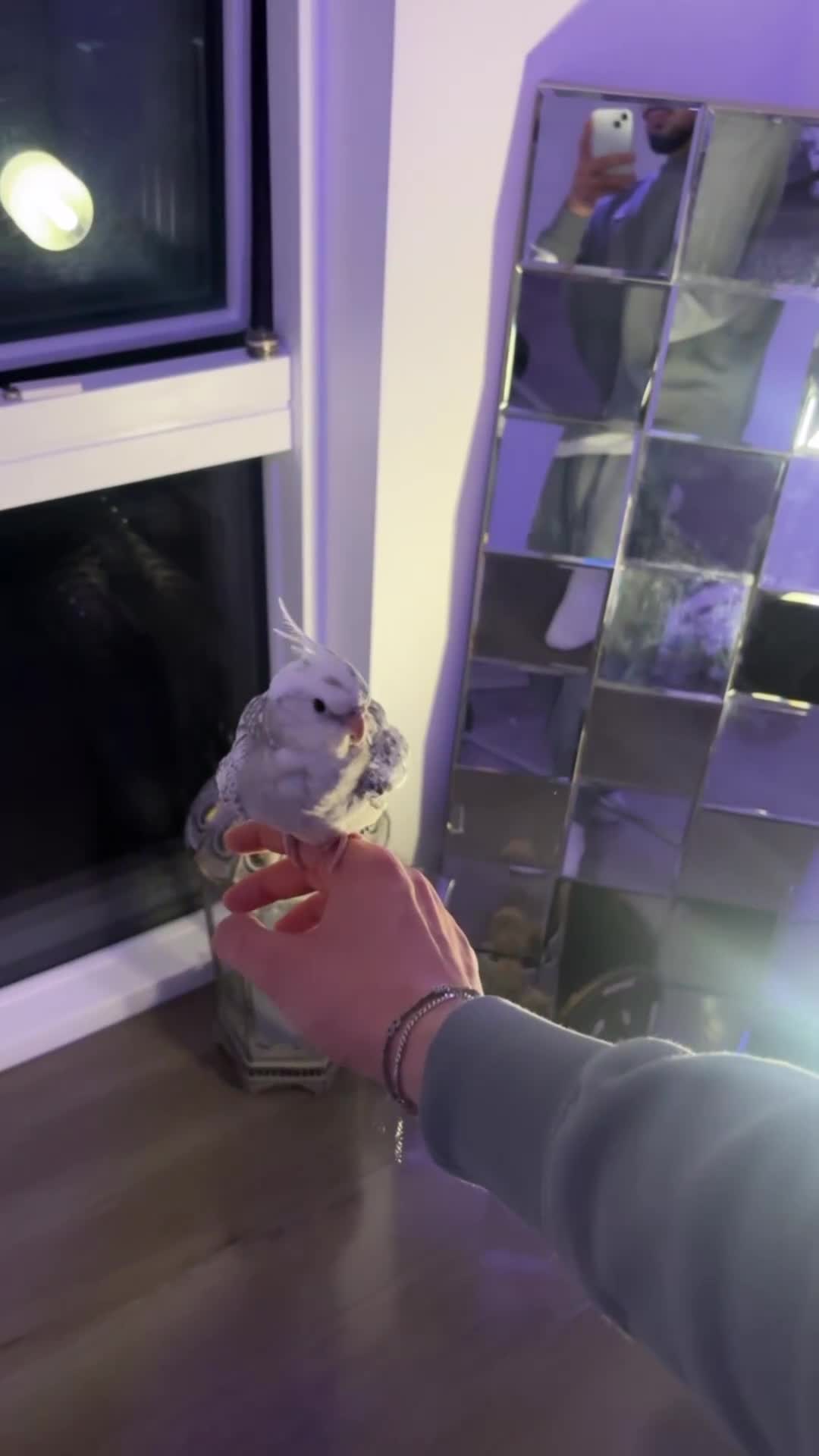 Cockatiels birds for sale: hand tamed cockatiels - Video 3