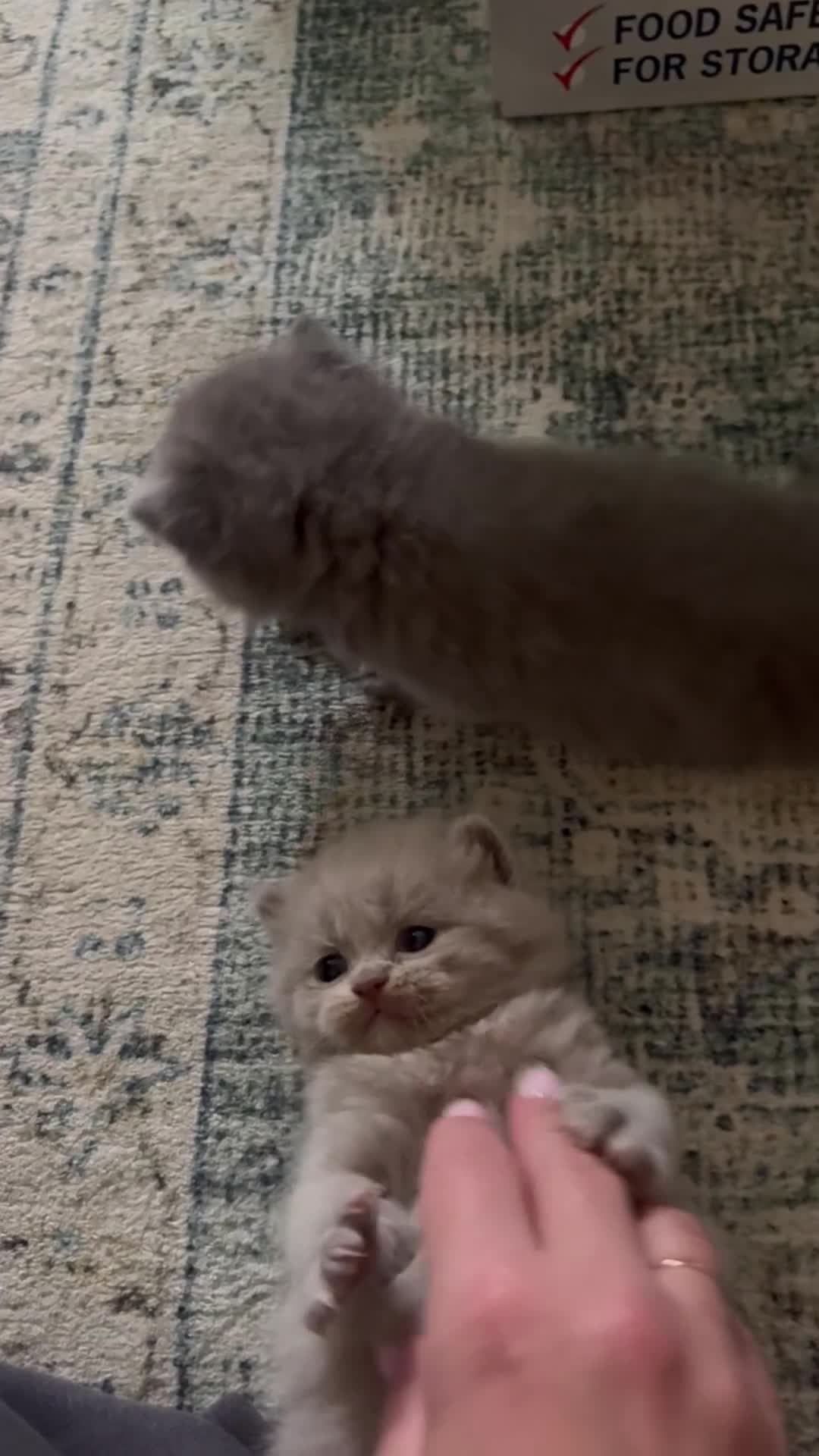 British Shorthair cats for sale: Gorgeous British shorthairs for sale  - Video 1