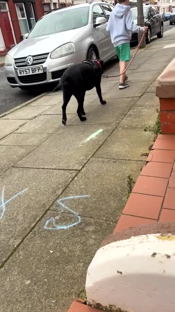 Labrador Retriever dogs for sale: Ollivander (Ollie) in Liverpool - Video 1