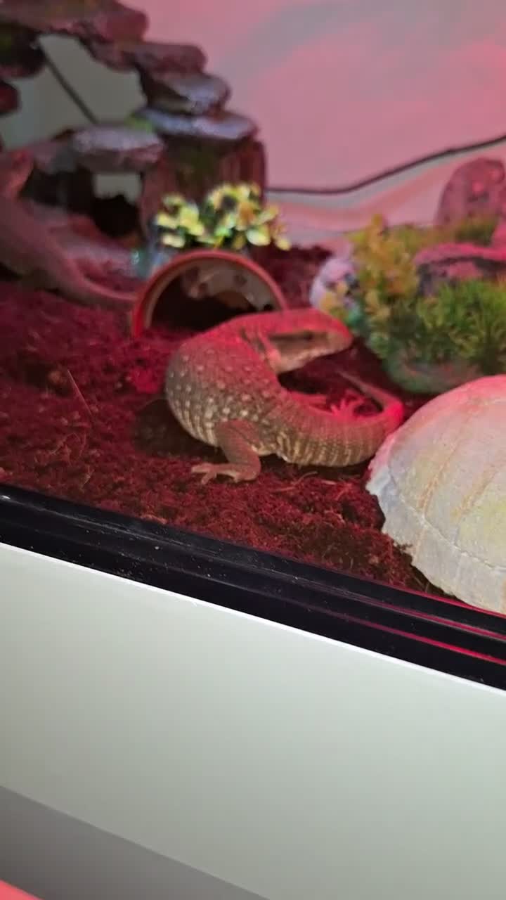 Mixed Breed reptiles for sale: Boss monitor  - Video 4