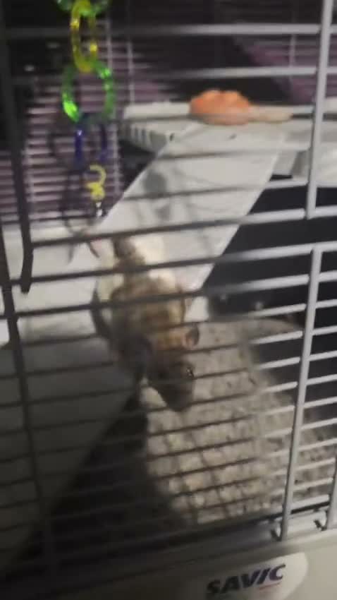 Rat rodents for sale: 4 Female rats complete with cage. - Video 2