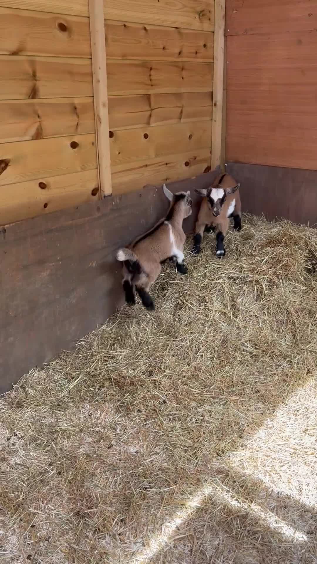 Goats livestock for sale: Purebred Pygmy goat kids  - Video 1