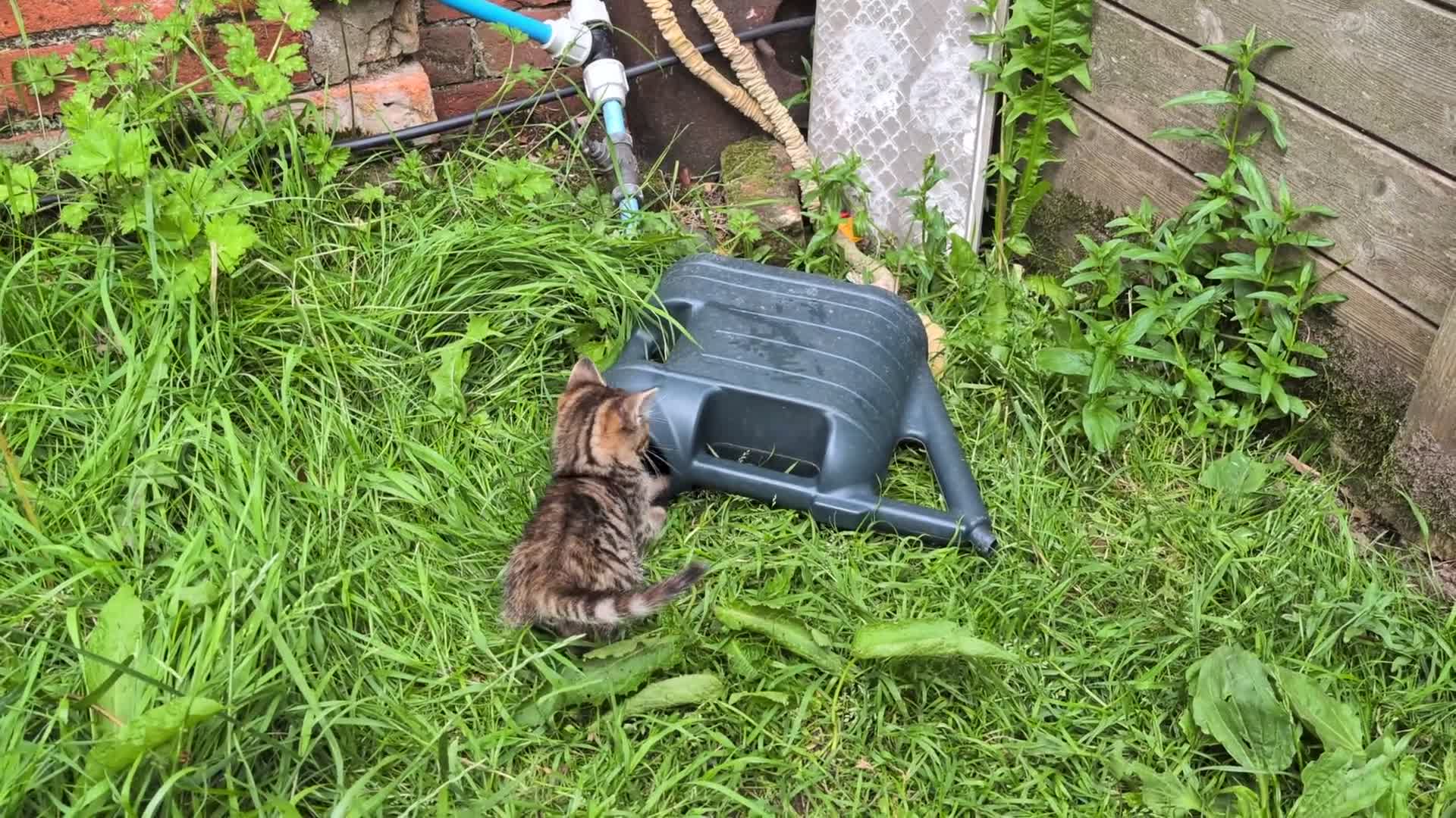Mixed Breed cats for sale: Ready to leave... Gorgeous Bengal X Kittens - Video 1