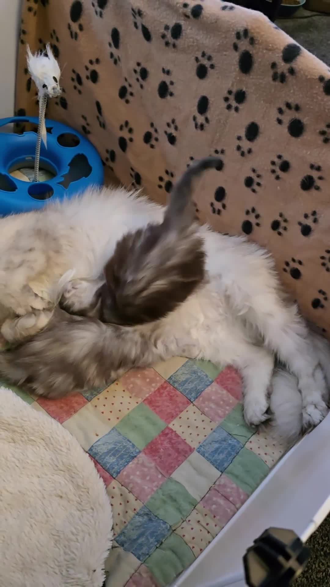 Maine Coon cats for sale: Maine Coon Kittens Black Shaded European Lines - Video 1