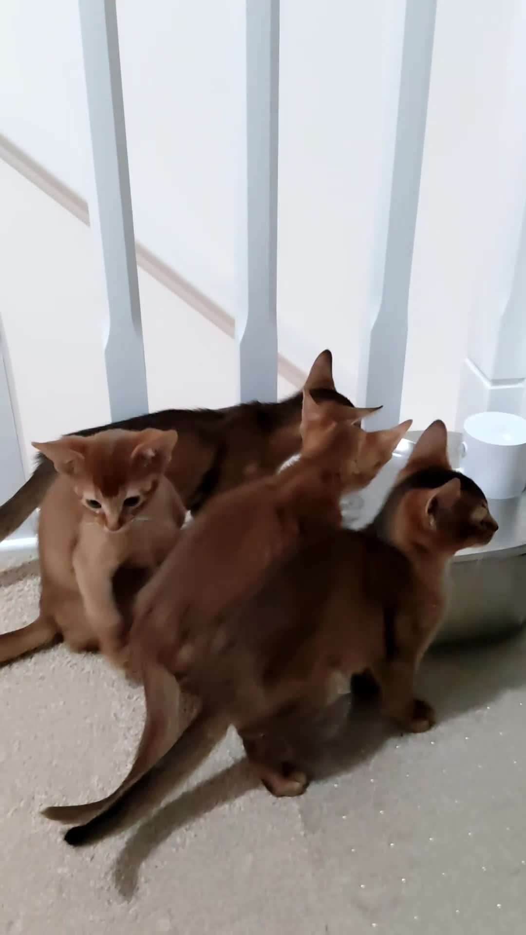Abyssinian cats for sale: Beautiful Abyssinian Kittens 🐈 - Video 3
