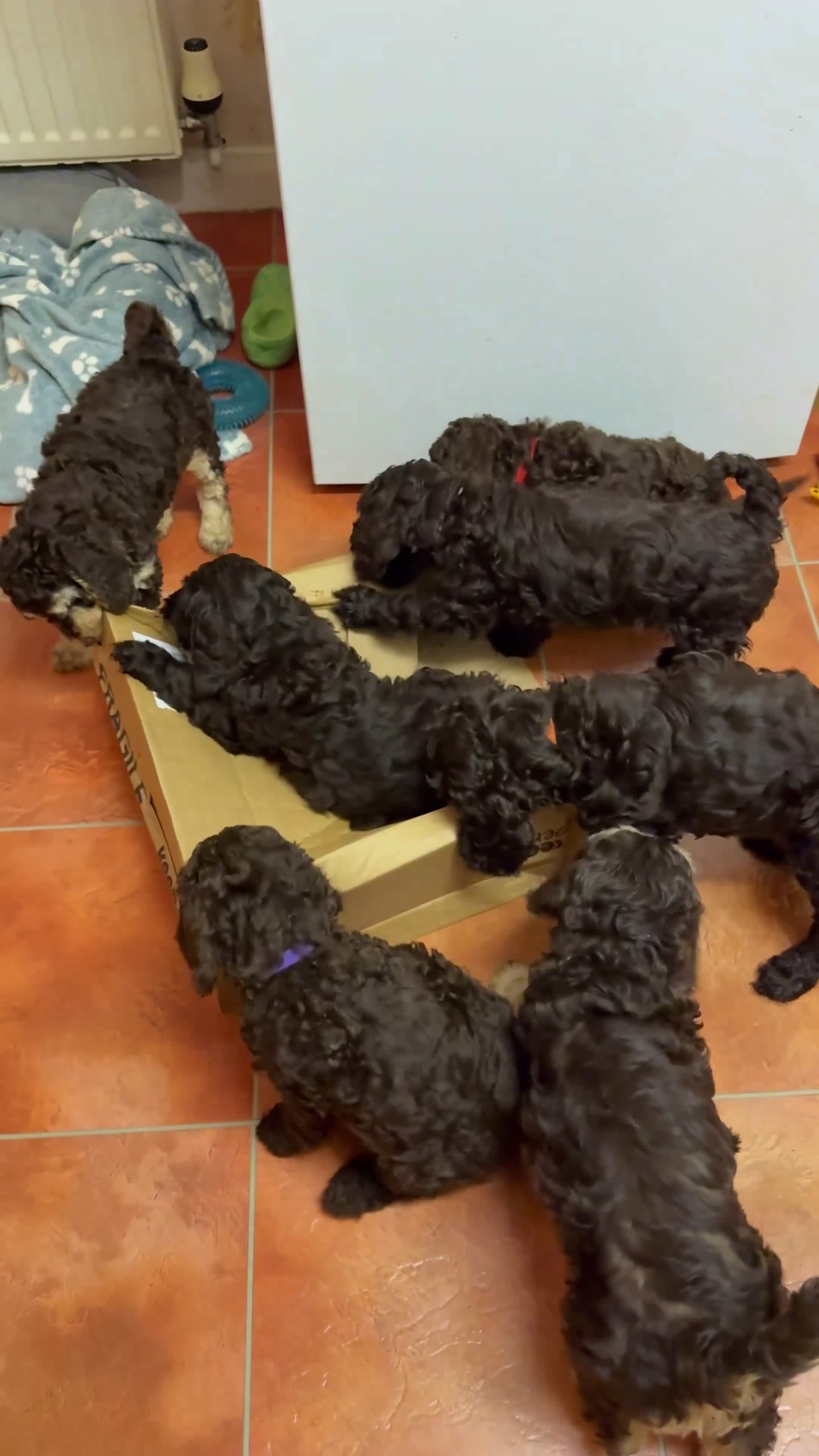 Cockapoo dogs for sale: Waiting-List Open - DNA Tested Cockapoo Puppies 🧬 - Video 3