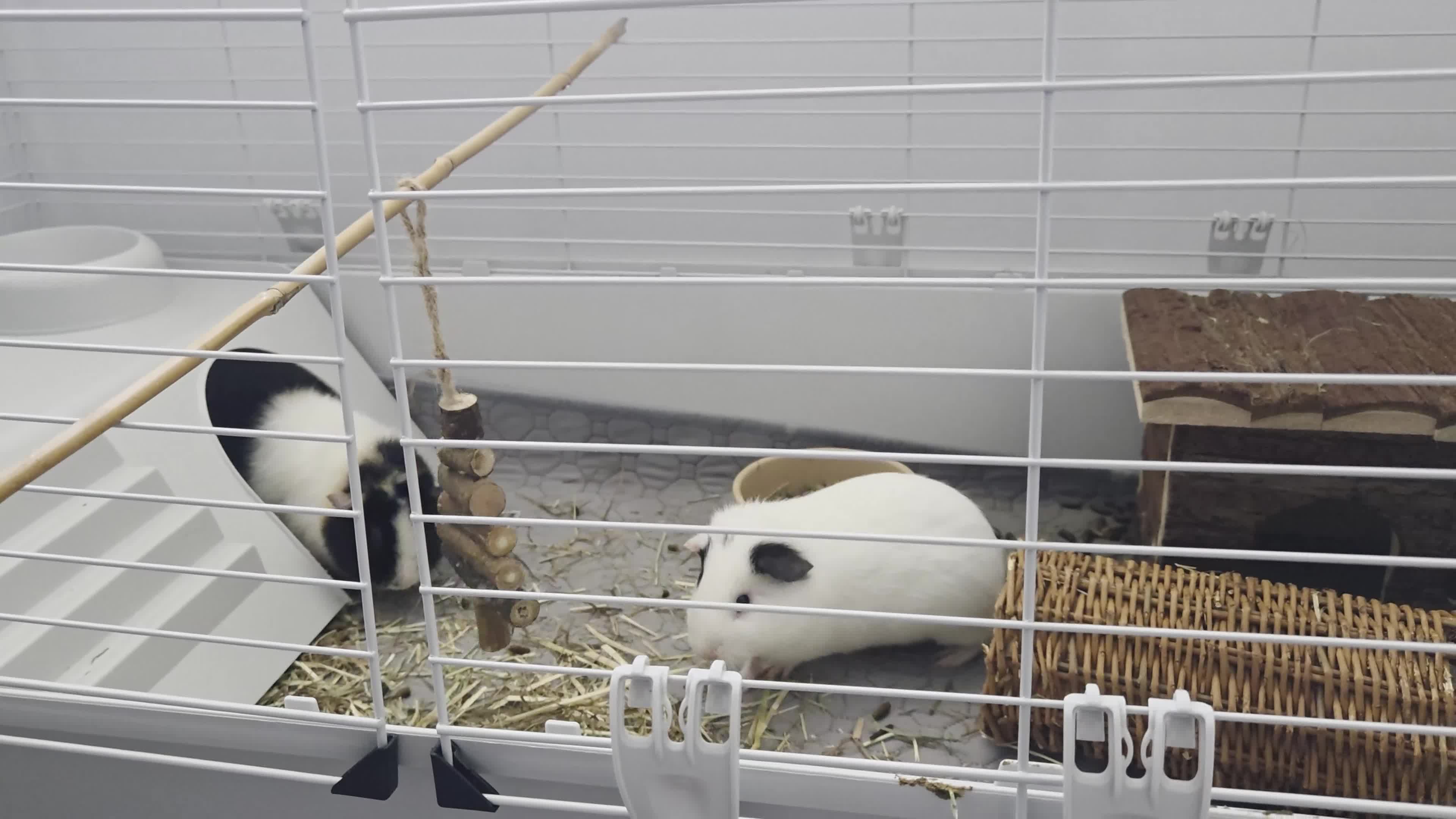 Guinea Pig rodents for sale: Two female guienea pigs 5 months  - Video 1