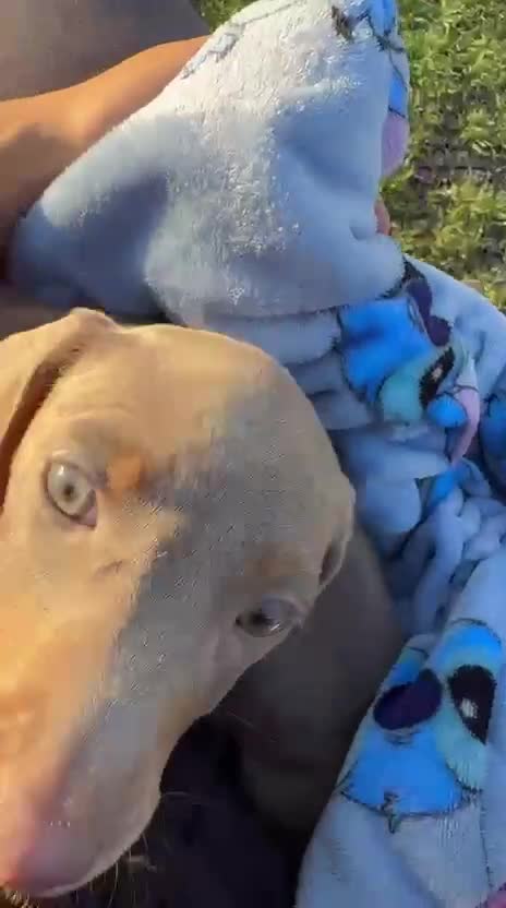 Dachshund dogs for sale: Isabella and Tan Standard Daschund  - Video 2
