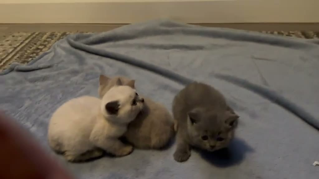 British Shorthair cats for sale: ☆☆ prestige chunky & fluffy, britsh shorthairs! ☆☆ - Video 2