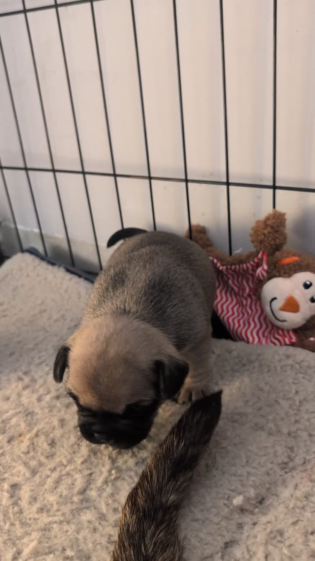 French Bulldog dogs for sale: Mixed (75%) French Bulldog Frenchie Puppies - Video 1