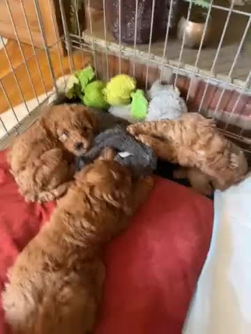 Cavapoo dogs for sale: 7 adorable puppies for sale 5 girls 2 boys  - Video 1