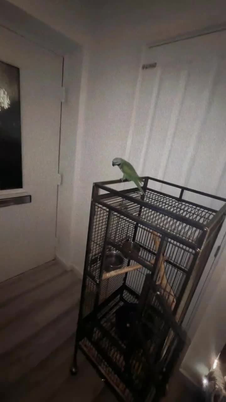 Parakeets birds for sale: Moustache parakeet  - Video 2