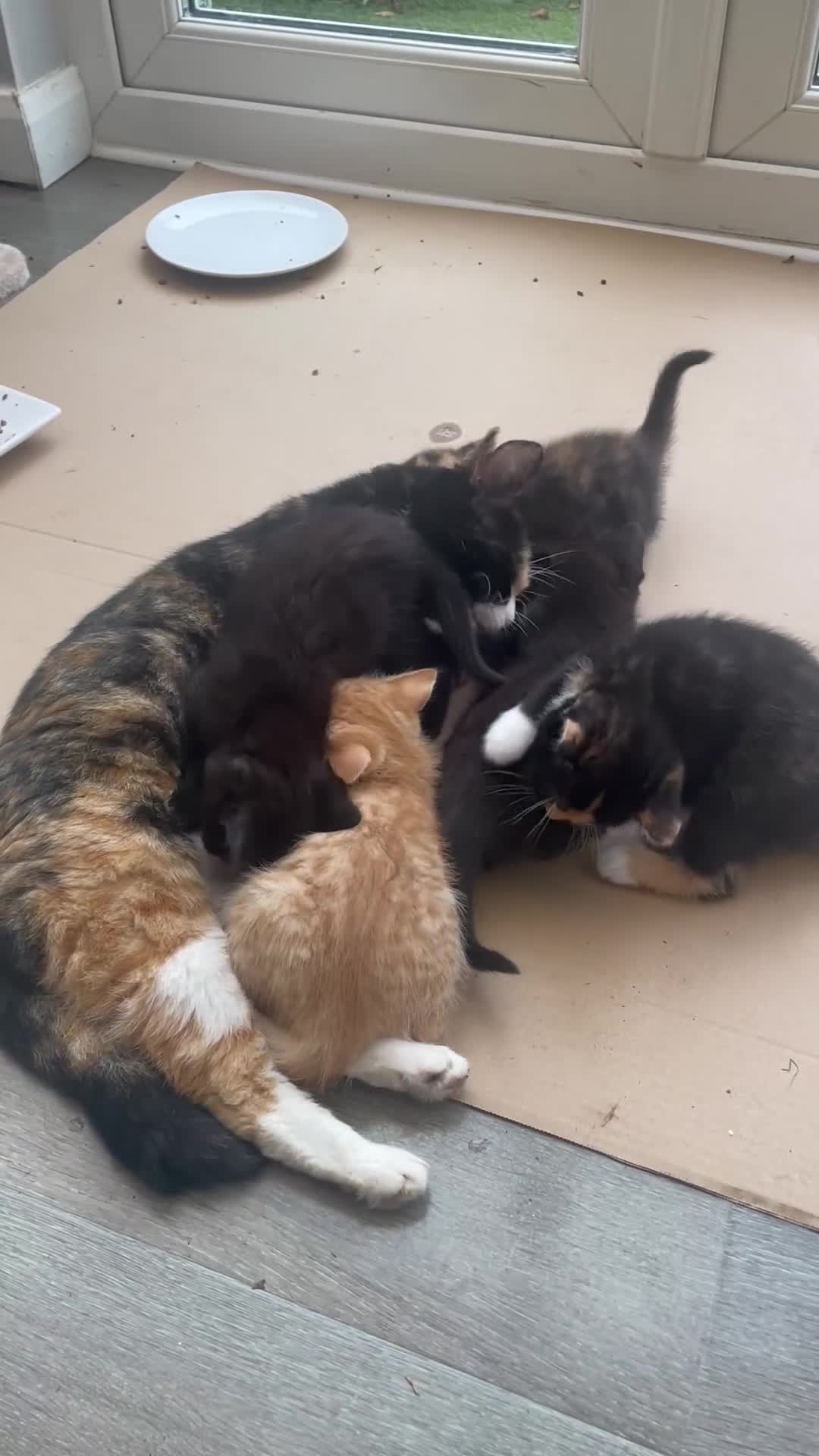 Domestic Shorthair cats for sale: Adorable kittens  - Video 1