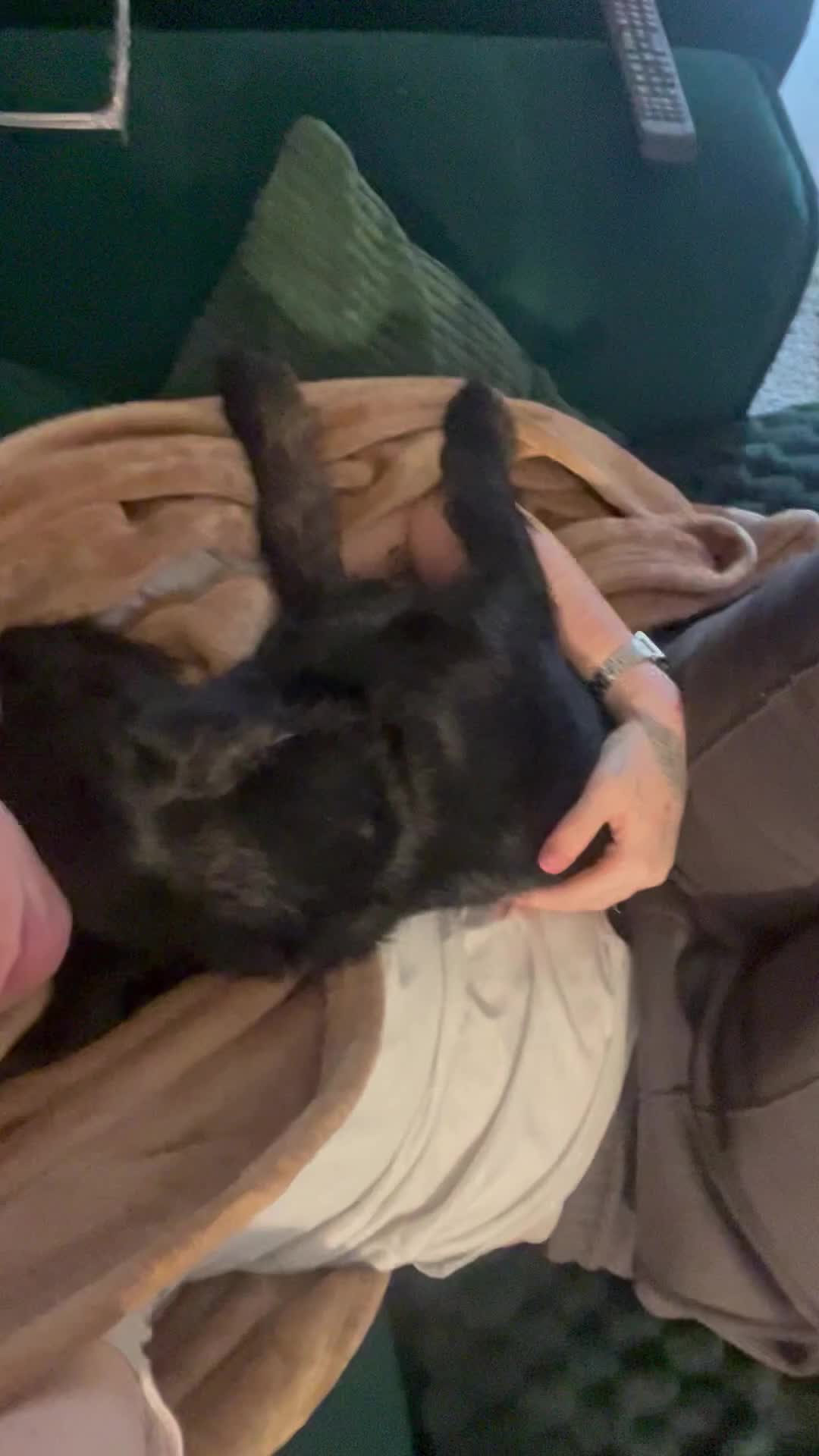 Doxiepoo dogs for sale: Barney puppy  - Video 1