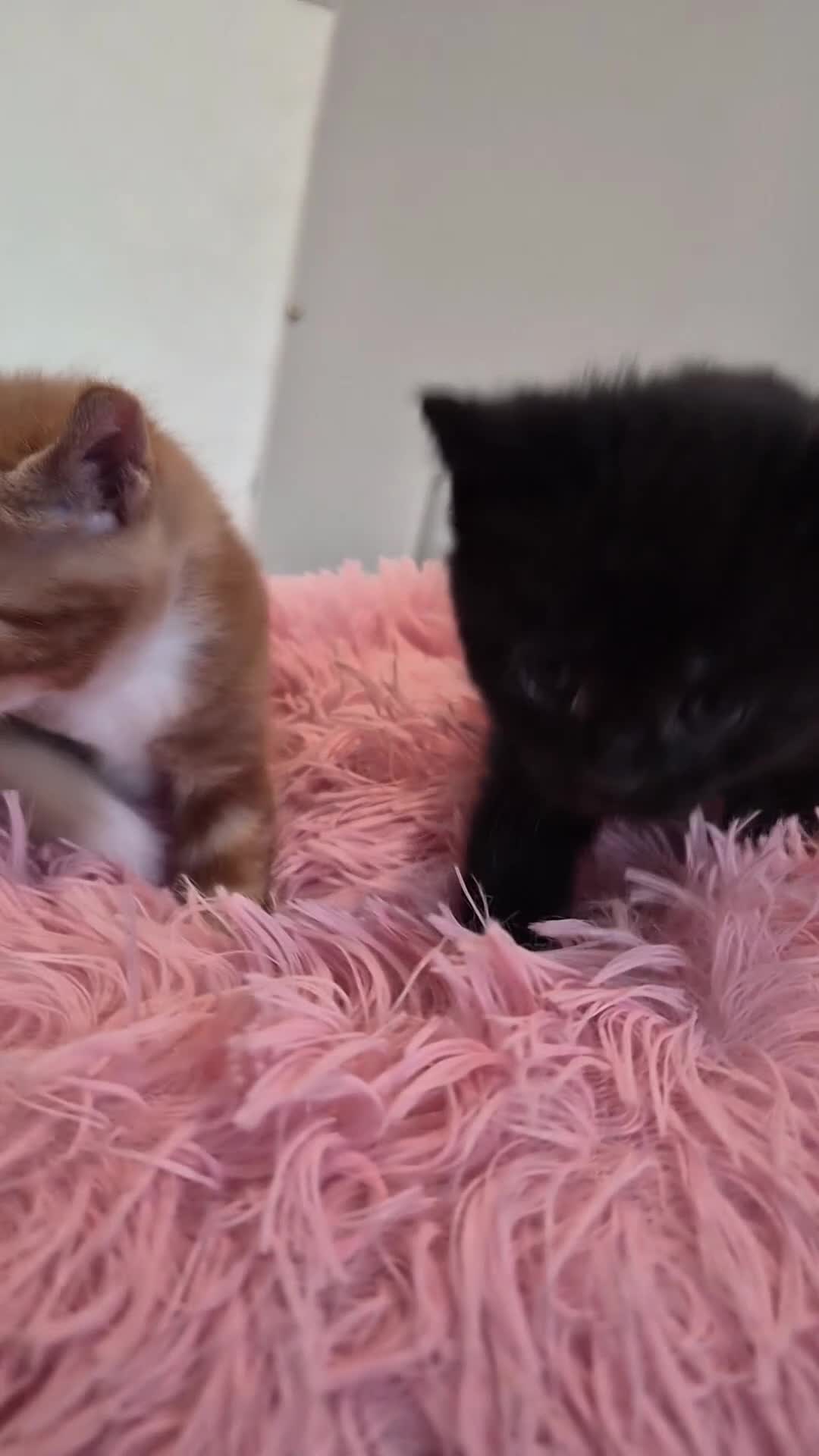 Maine Coon cats for sale: Maine Coon Mix Kittens - Video 4