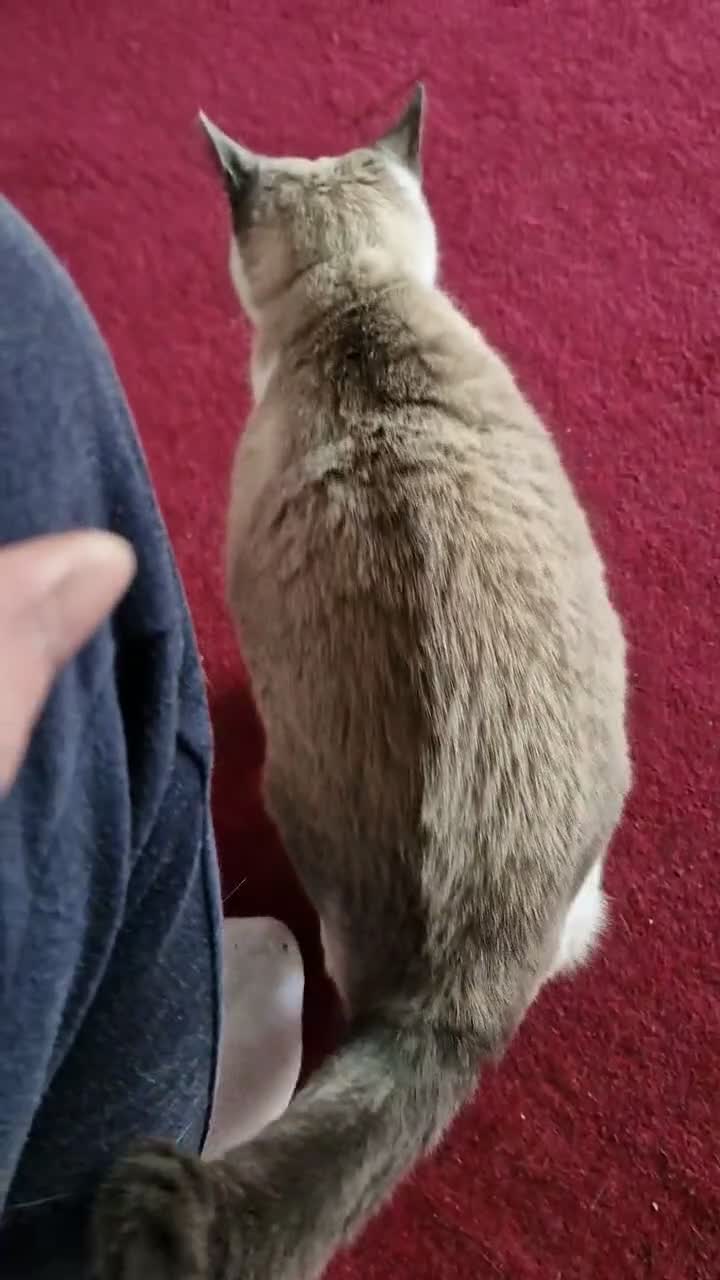 Snowshoe cats for sale: Princess Leia - Video 1
