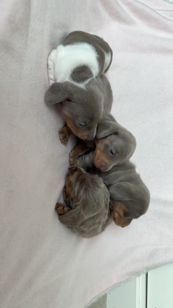 Miniature Dachshund dogs for sale: Beautiful KC Puppies - Video 1
