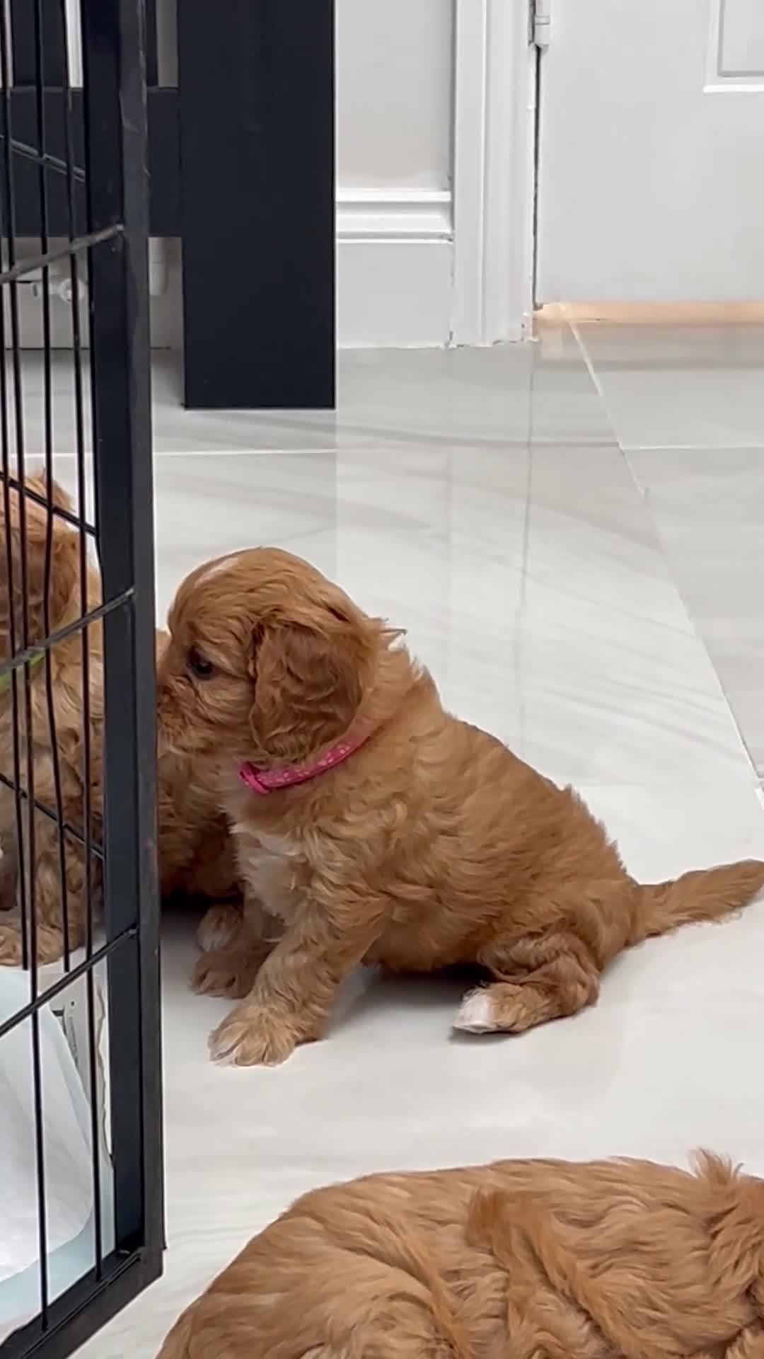 Cavapoo dogs for sale: Stunning F1 Toy Cavapoos, health tested parents  - Video 1